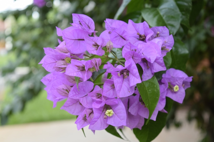 Бугенвиллия rijnstar lila