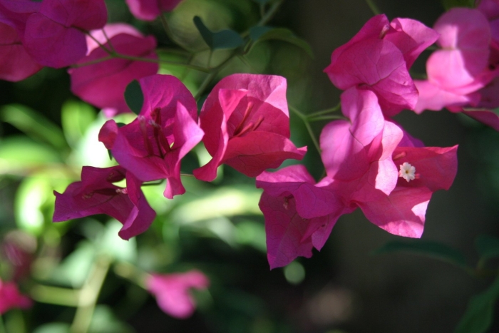 Турецкий цветок бугенвиллия