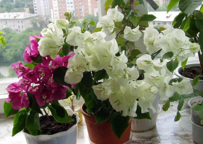 Бугенвиллия цветок комнатный