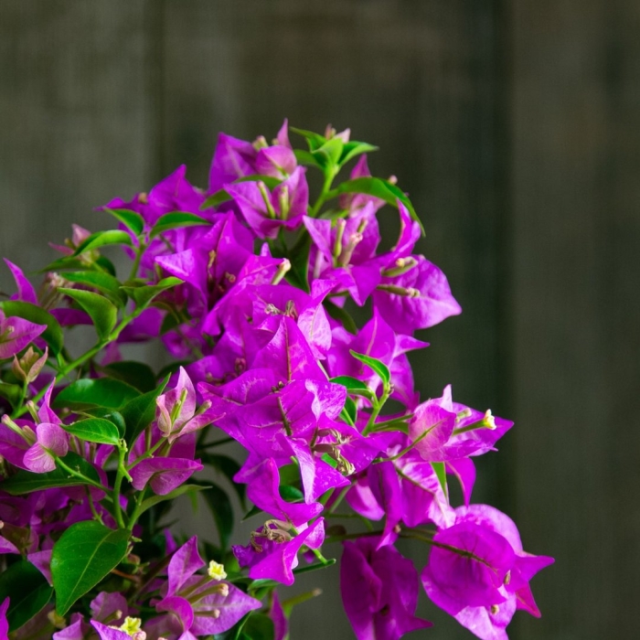 Бугенвиллия singapore pink