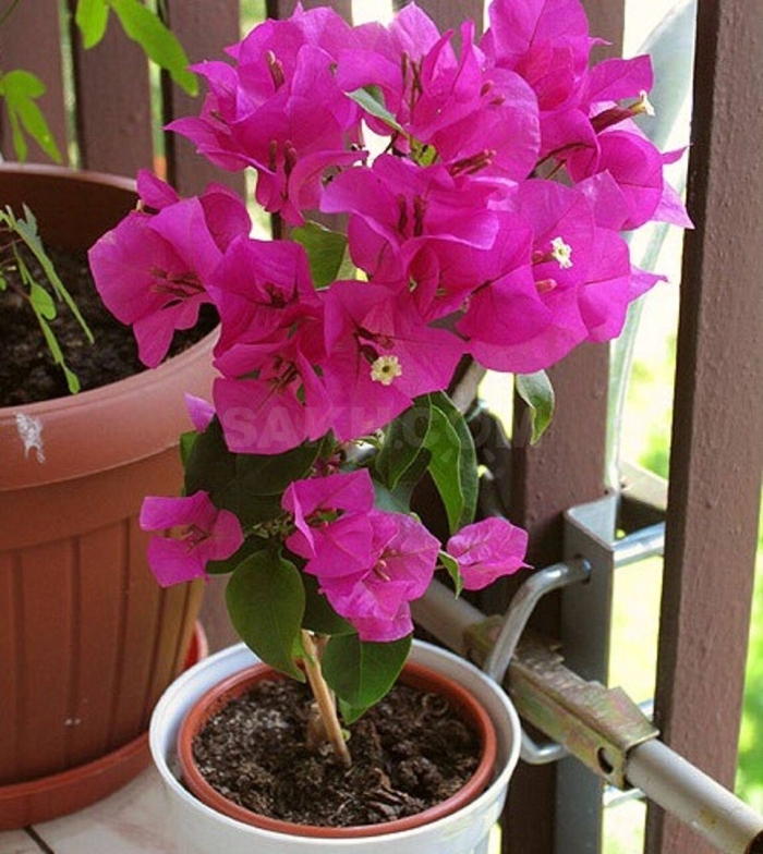 Бугенвиллия цветок комнатный