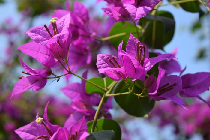 Бугенвиллия laffitte