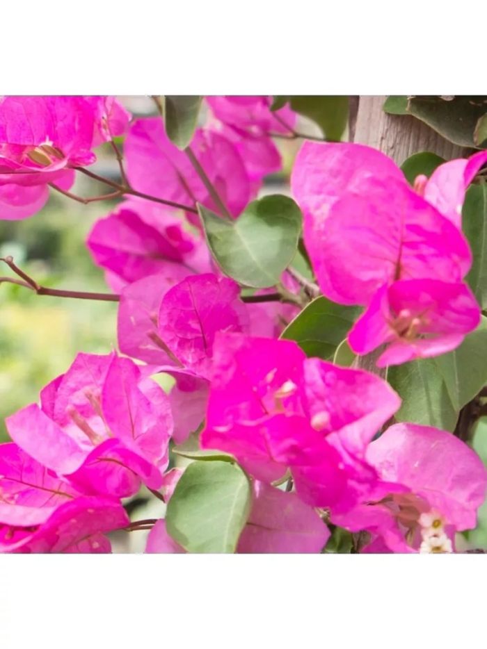 Бугенвиллия sabina
