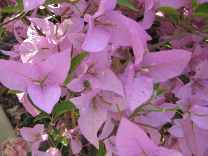 Бугенвиллия эстер парад