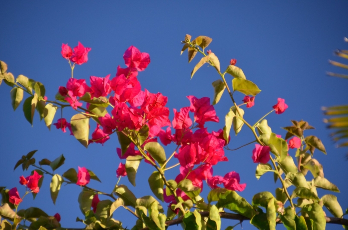 Бугенвиллия биг чили