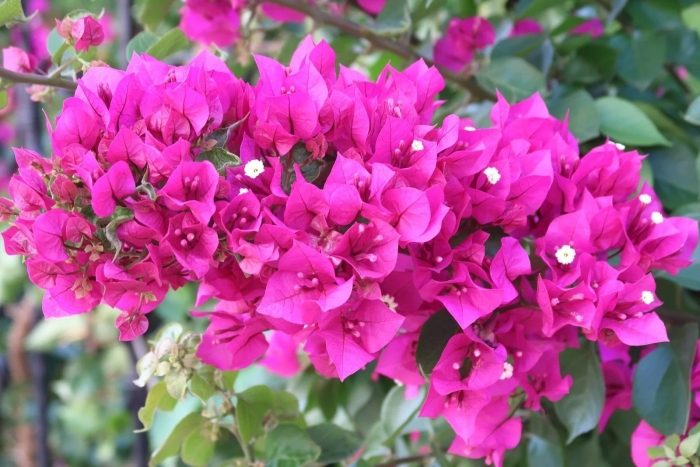 Бугенвиллия сан диего ред