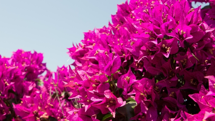 Бугенвиллия растение