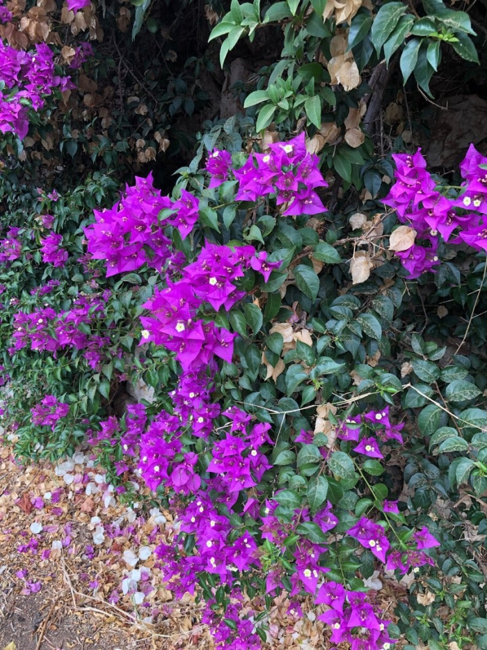 Bougainvillea spectabilis