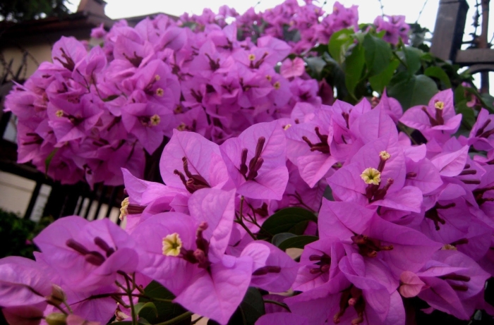 Бугенвиллия глабра