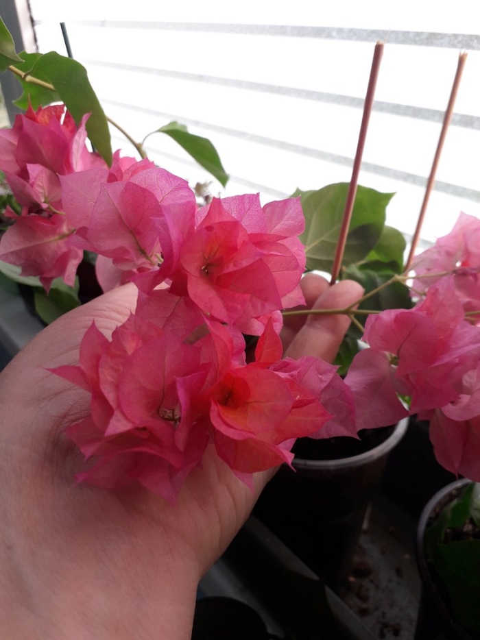 Бугенвиллия махровая