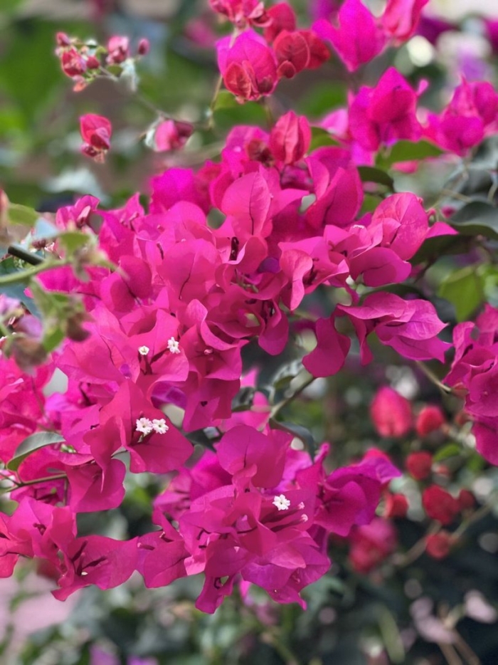 Бугенвиллия перуанская