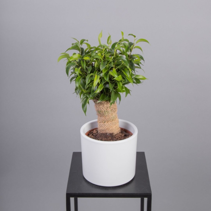 Фикус грин кинки