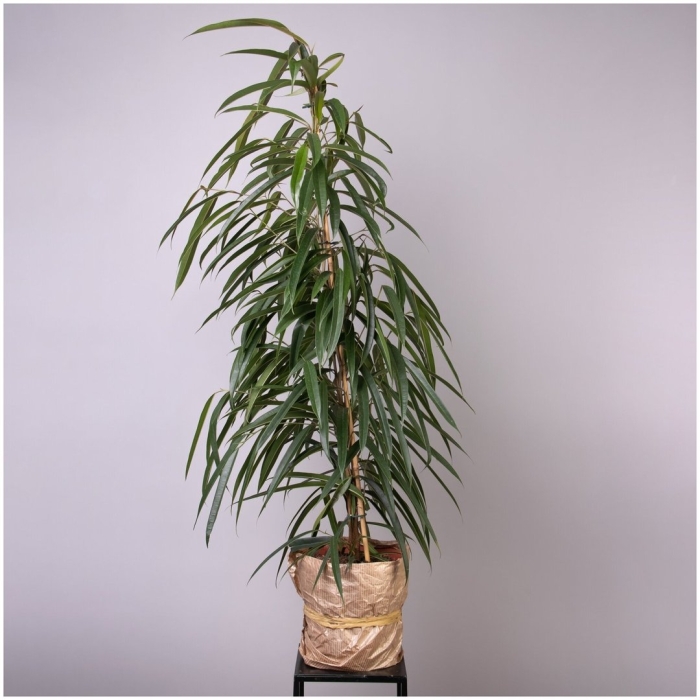 Фикус биннедика али