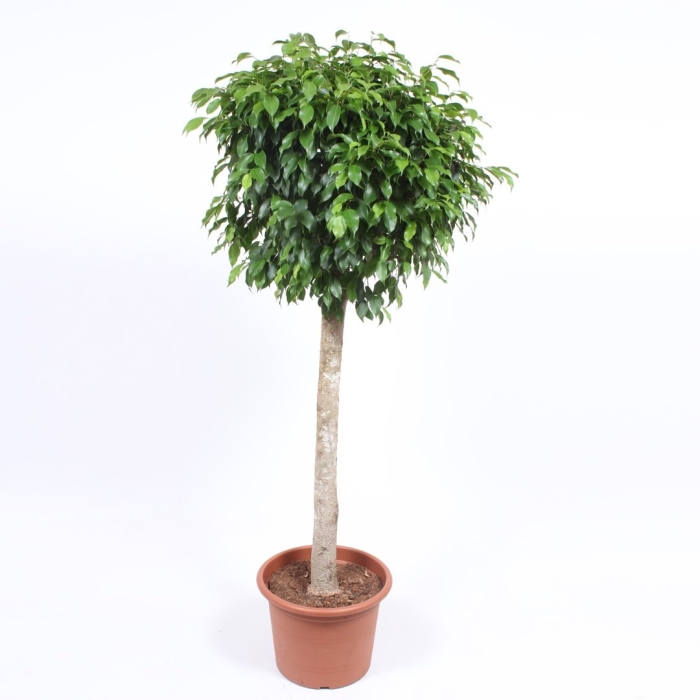 Фикус бенджамина колумнар штамбовый