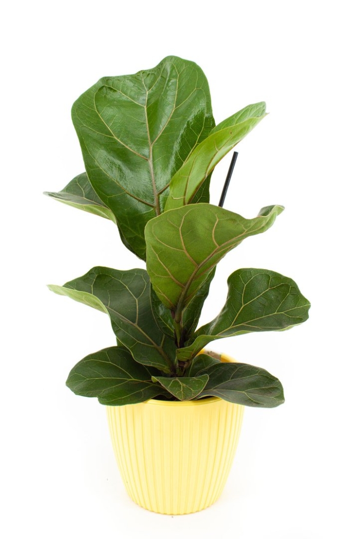 Фикус лирата бамбино