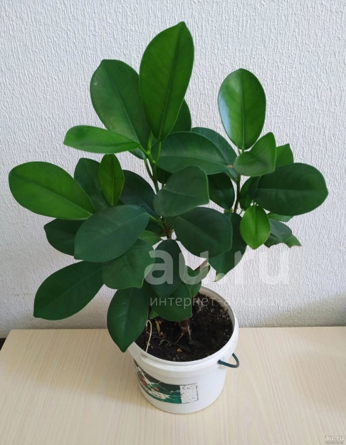 Фикус мокламе