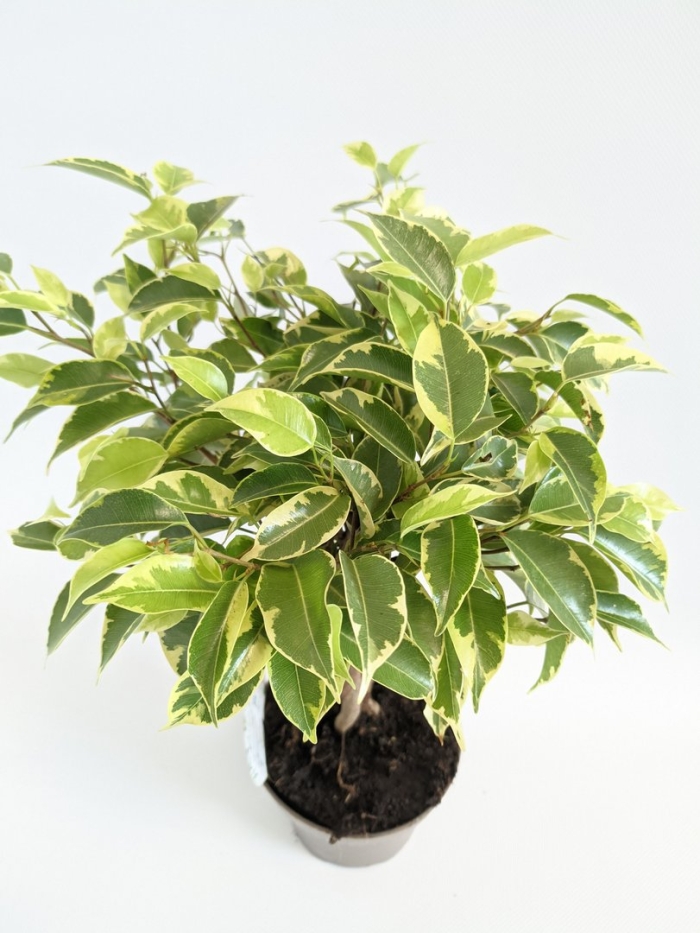 Фикус бенджамина нина