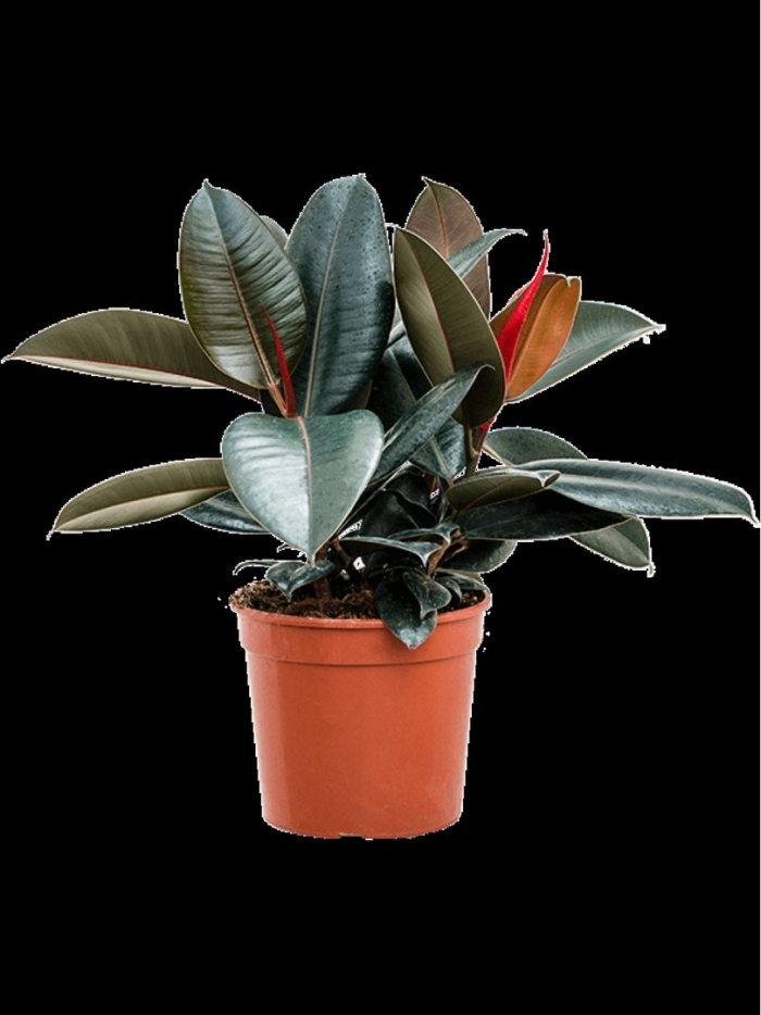 Фикус elastica abidjan