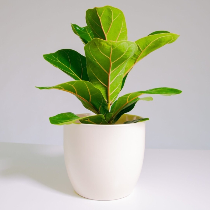 Цветок фикус лирата бамбино