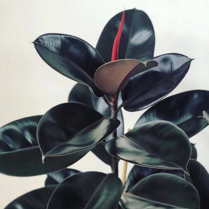 Фикус каучуконосный абиджан