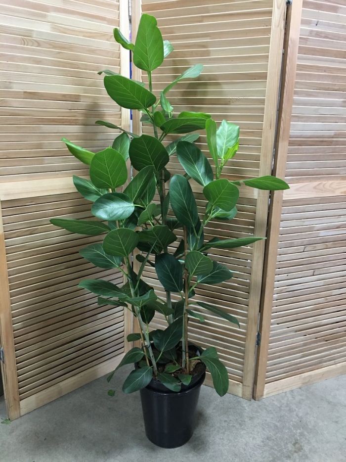 Фикус андрей