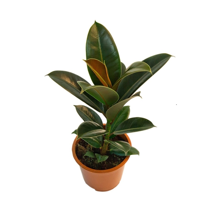 Фикус каучуконосный мелани