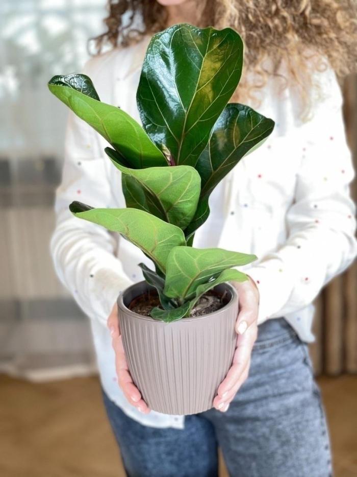 Лирата бамбино