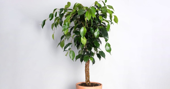 Бенджамина фикус