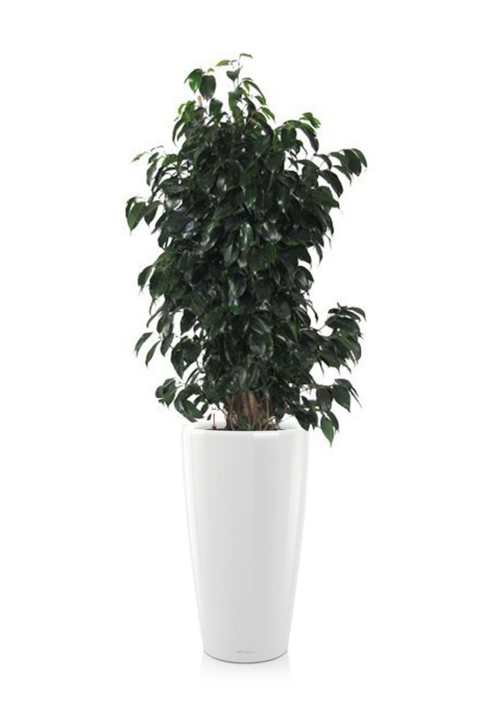 Фикус бенджамина даниэль