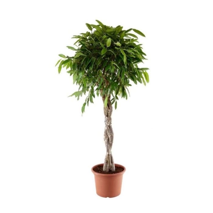 Фикус биннедика амстел кинг