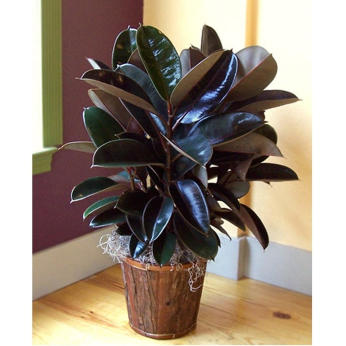 Фикус каучуконосный (rubber plant)