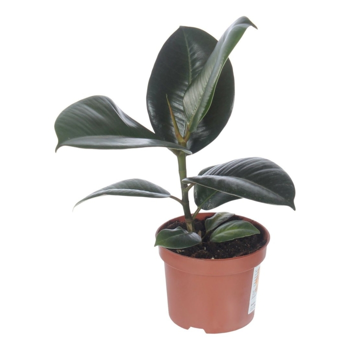 Фикус эластика робуста