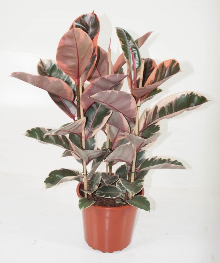 Фикус каучуконосный белиз