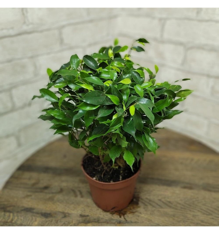 Кинки фикус