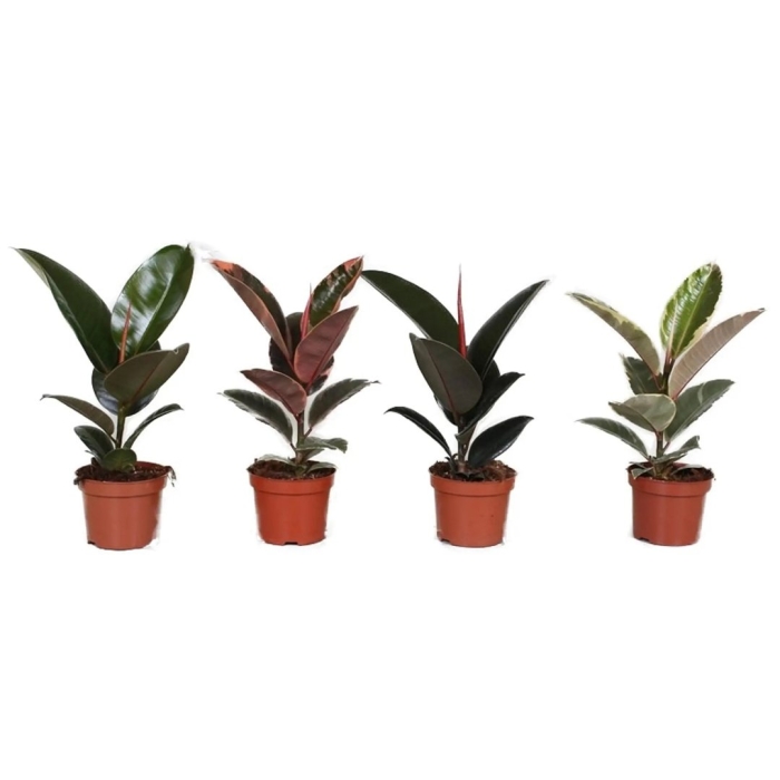 Растение фикус эластика микс d12 h40