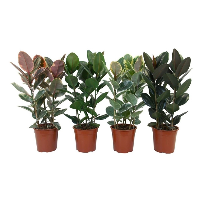 Фикус эластика микс