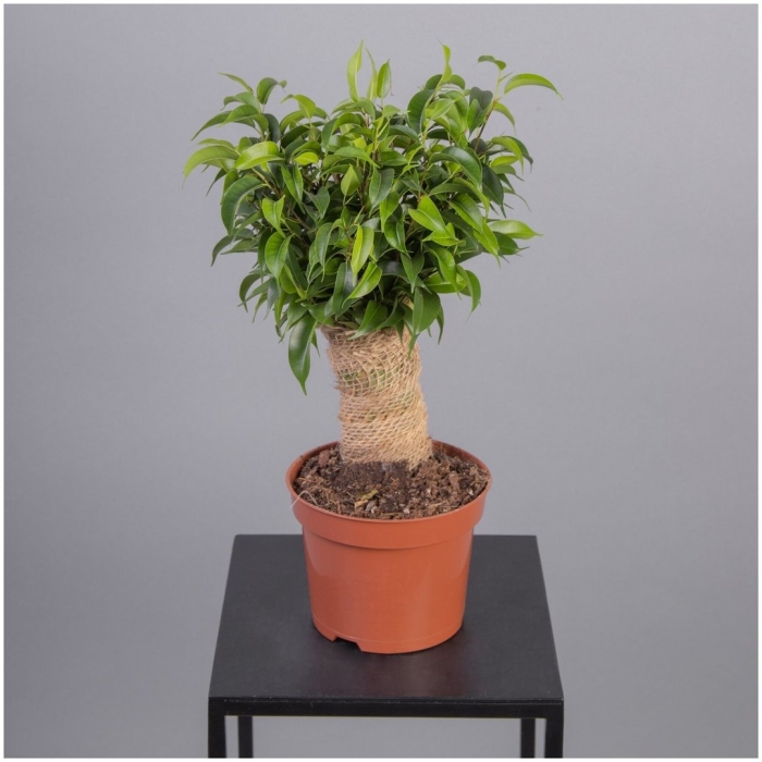 Фикус грин кинки