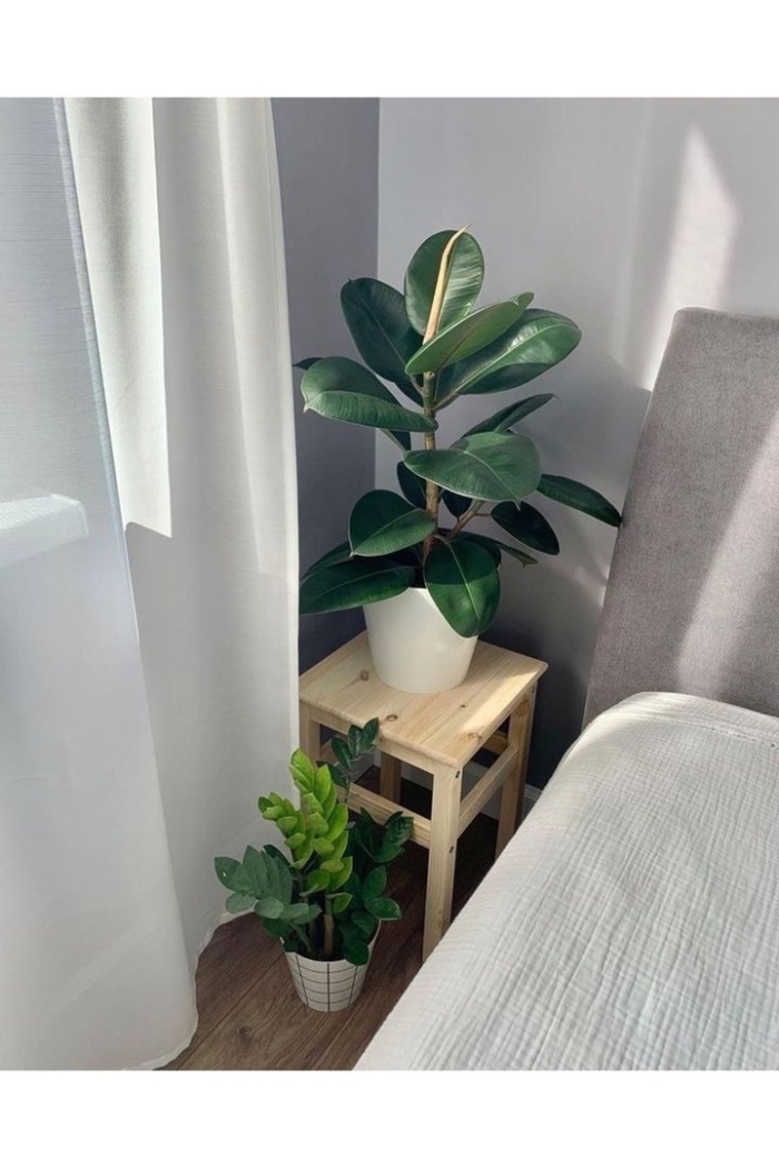 Фикус каучуконосный в интерьере