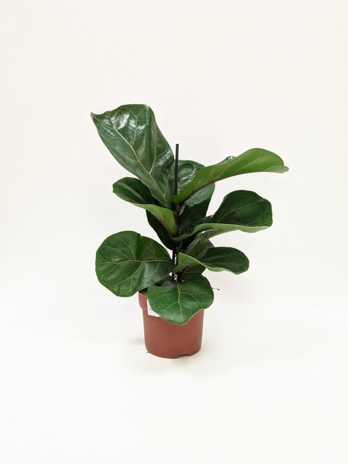 Фикус lyrata bambino