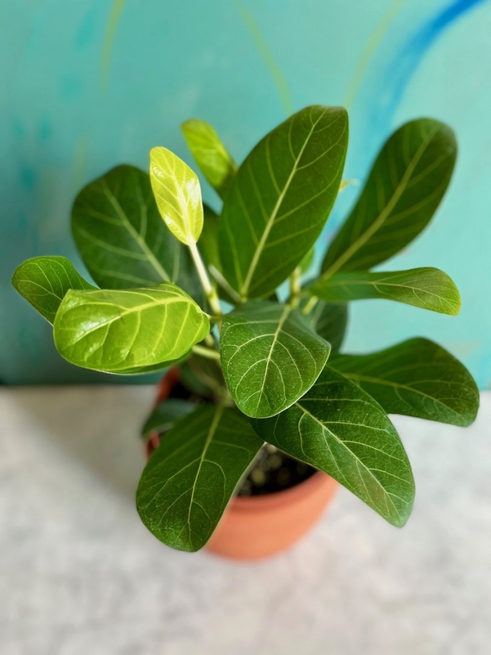 Фикус бенгальский саншайн