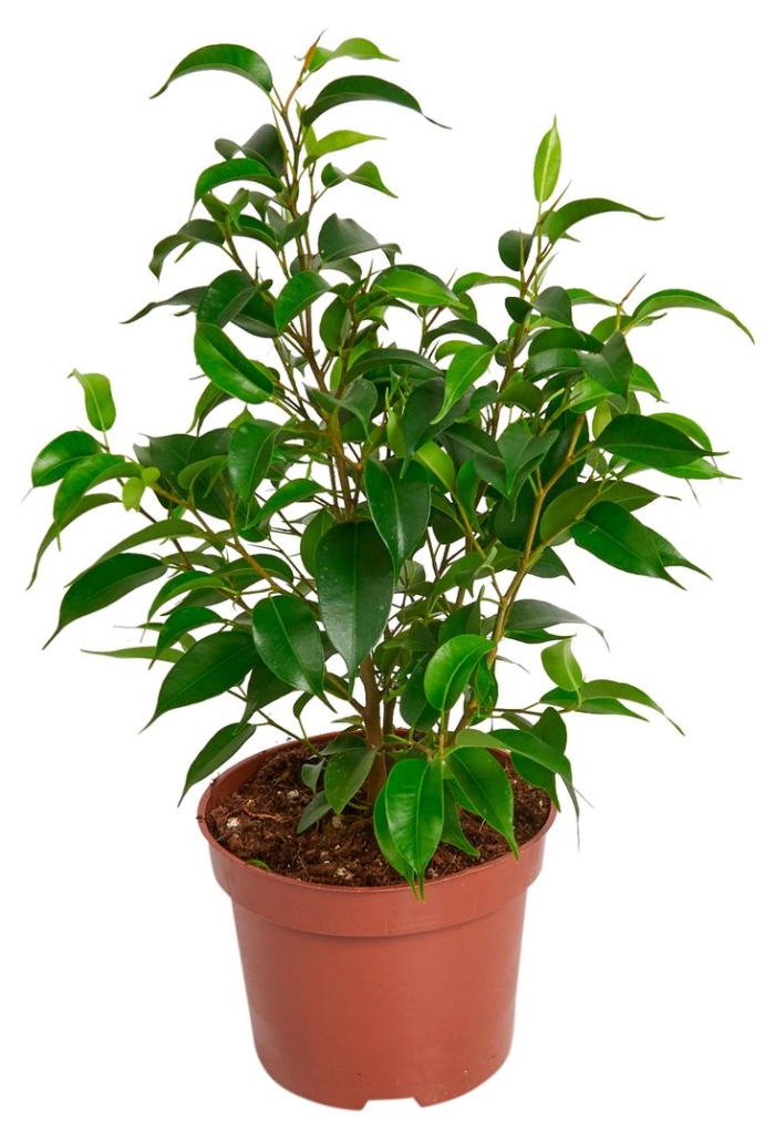 Фикус бенджамина наташа