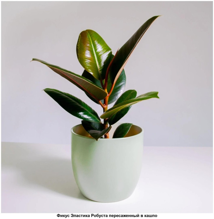 Фикус санни