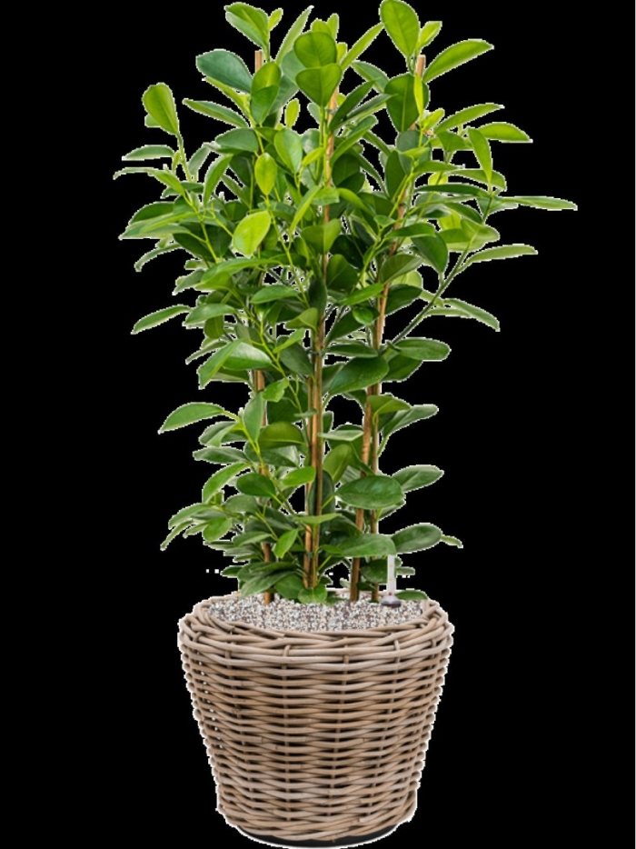 Фикус микрокарпа мокламе