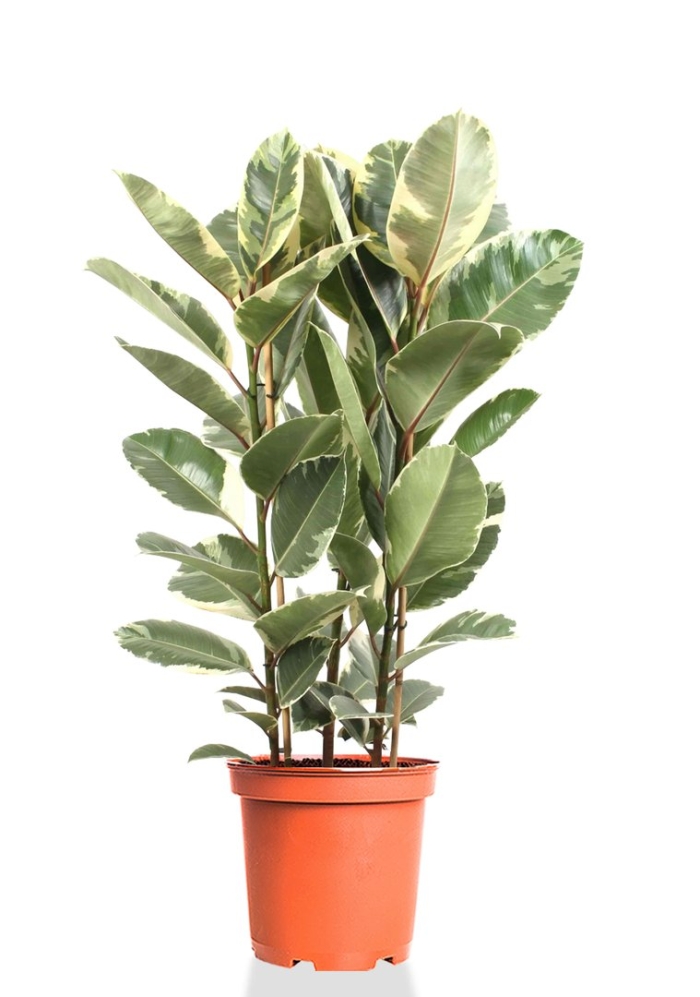 Фикус каучуконосный тинеке