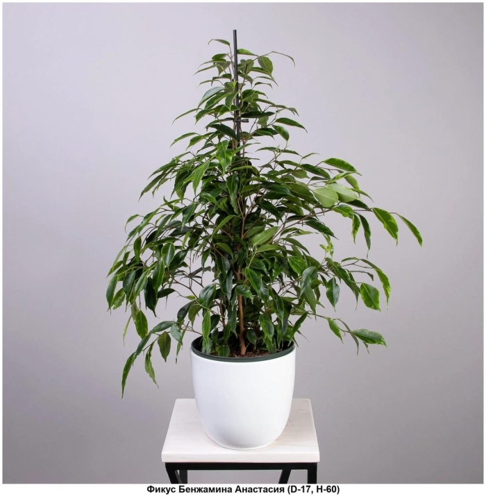 Фикус элеганс