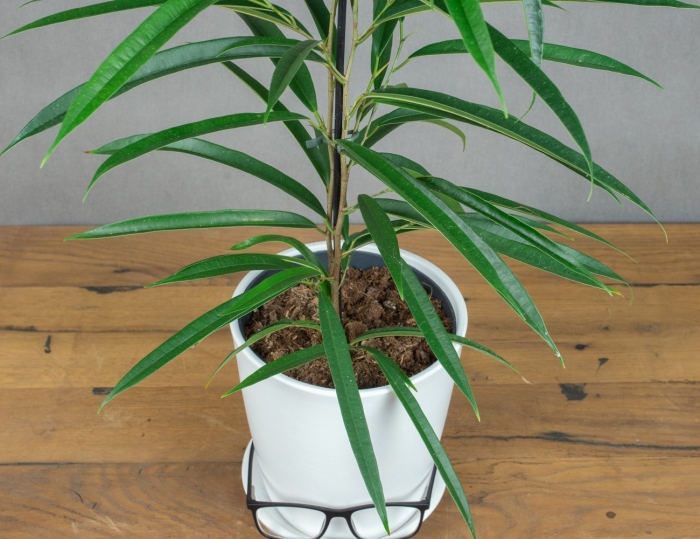 Олеандр фикус али