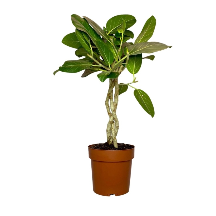 Фикус бенгальский одри переплетенный