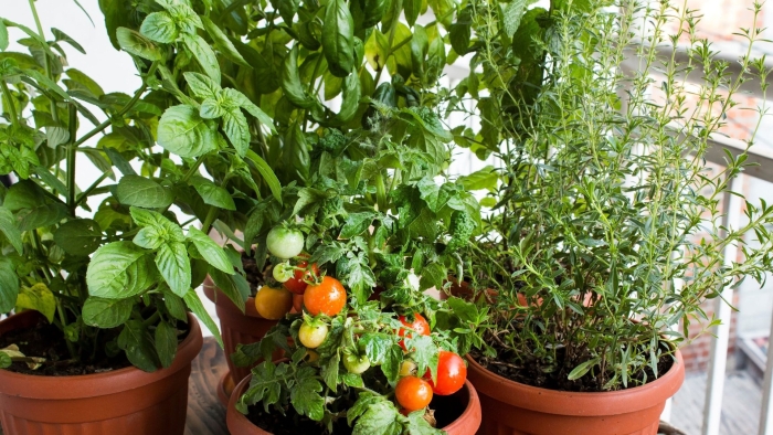 Ампельные помидоры