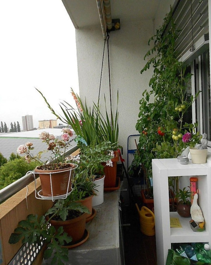 Цветы на лоджии