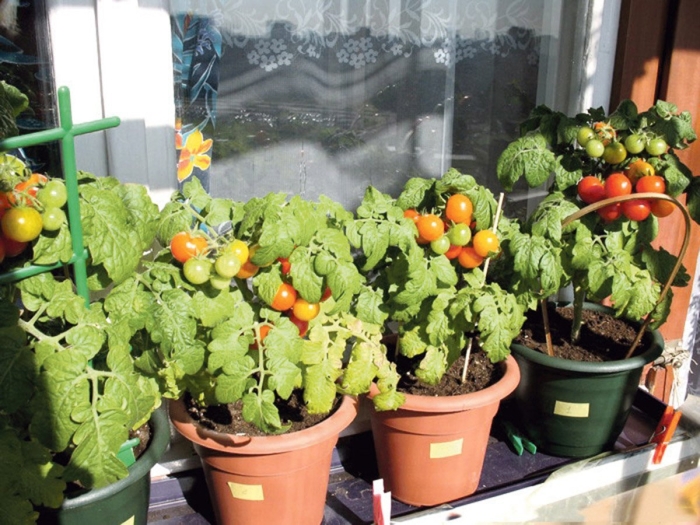 Черри балконное чудо